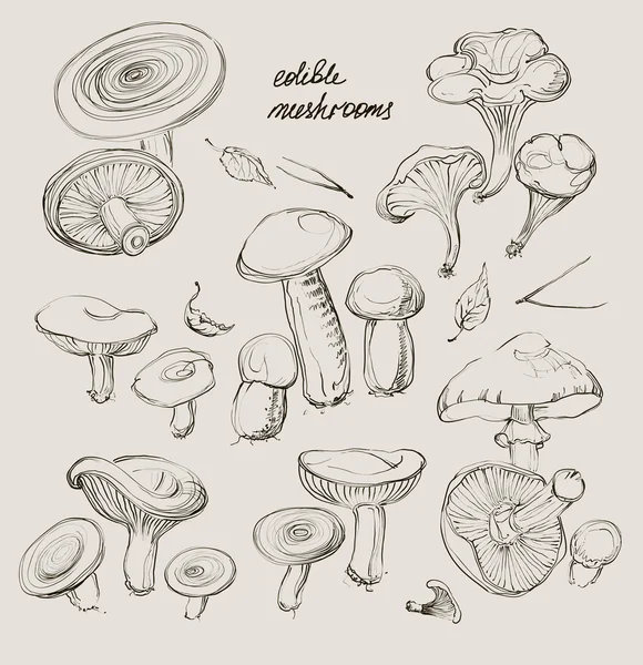 Vector hand tekenen van een set van paddestoelen — Stockvector