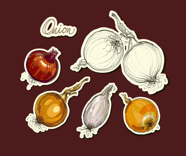 Vector hand drawing set realistic stickers  onions — Stock Vector