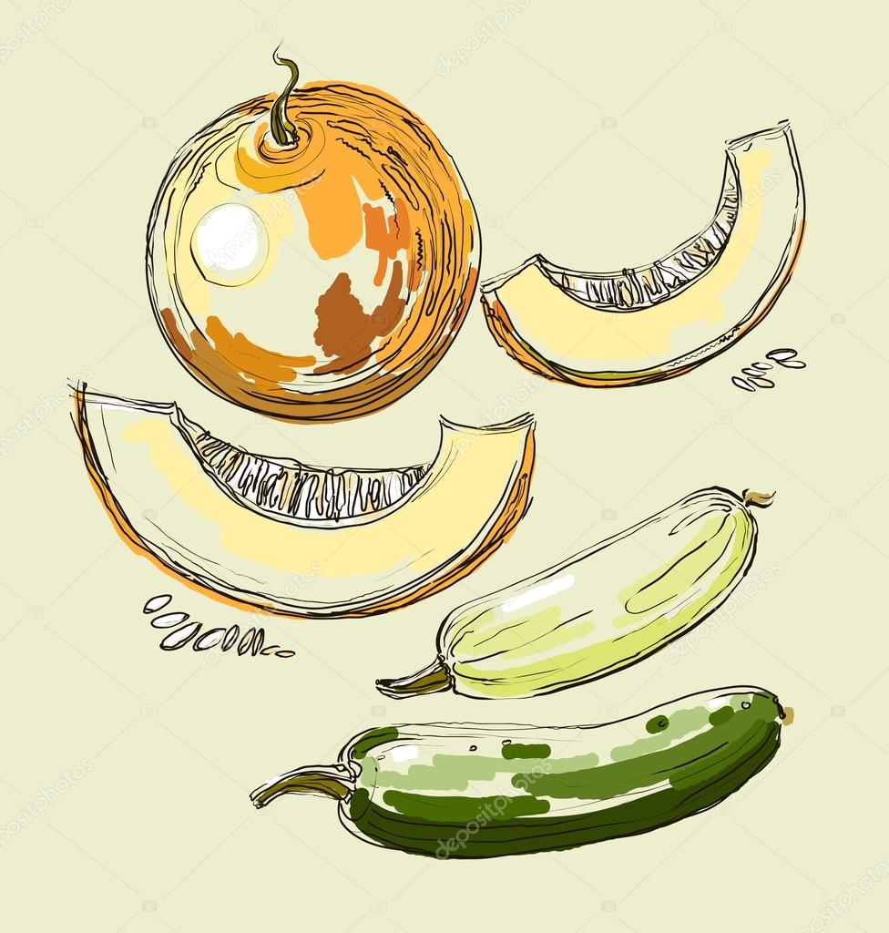 Vector hand drawing juicy melons — Stock Vector © FarbaKolerova 51083683