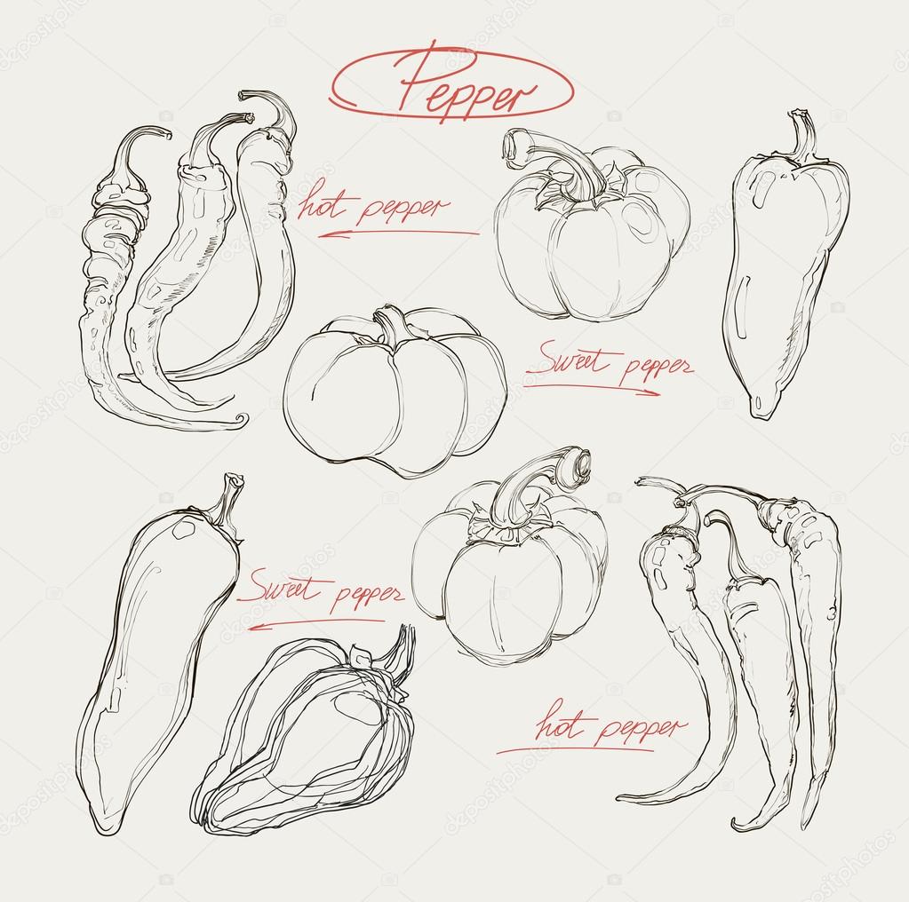 Vector hand drawing red hot and sweet peppers