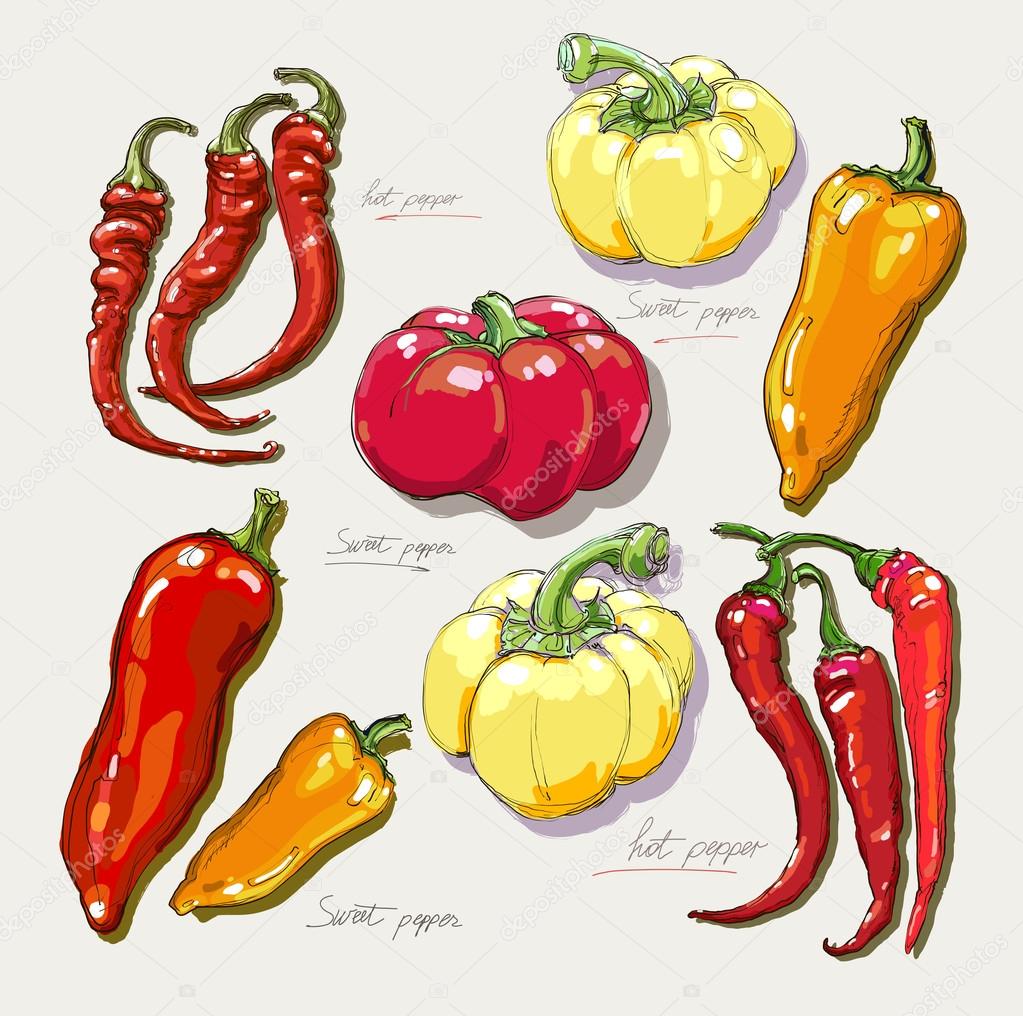 Vector hand drawing red hot peppers