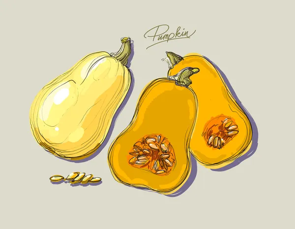 Vector dibujar a mano una hermosa calabaza — Vector de stock