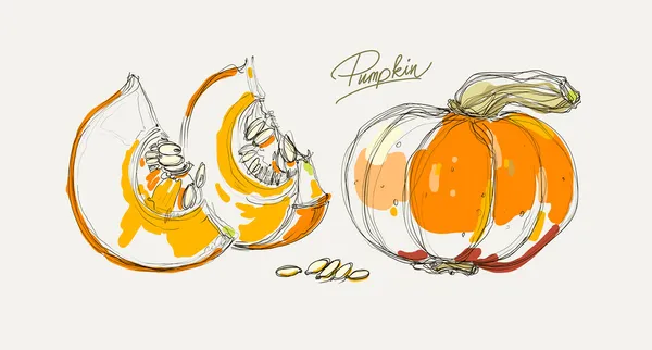 Vector hand drawing a beautiful pumpkins — Stock Vector