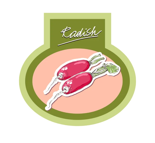 Vector illustration of radish — Stock Vector