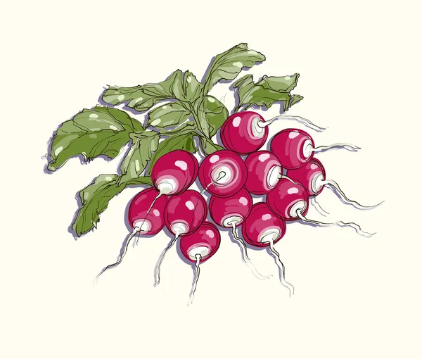 Vector illustration of radish — Stock Vector