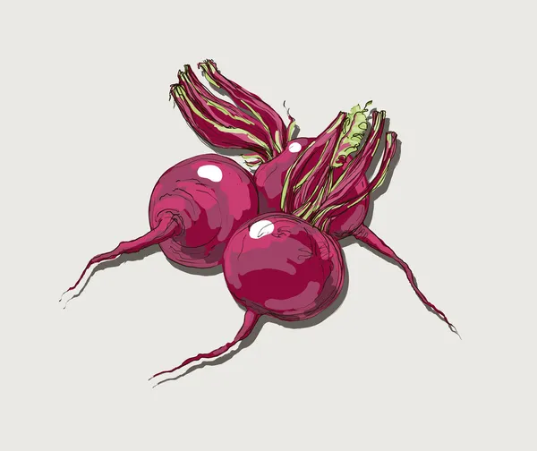 矢量绘制漂亮的多汁的红甜菜的手 — 图库矢量图片