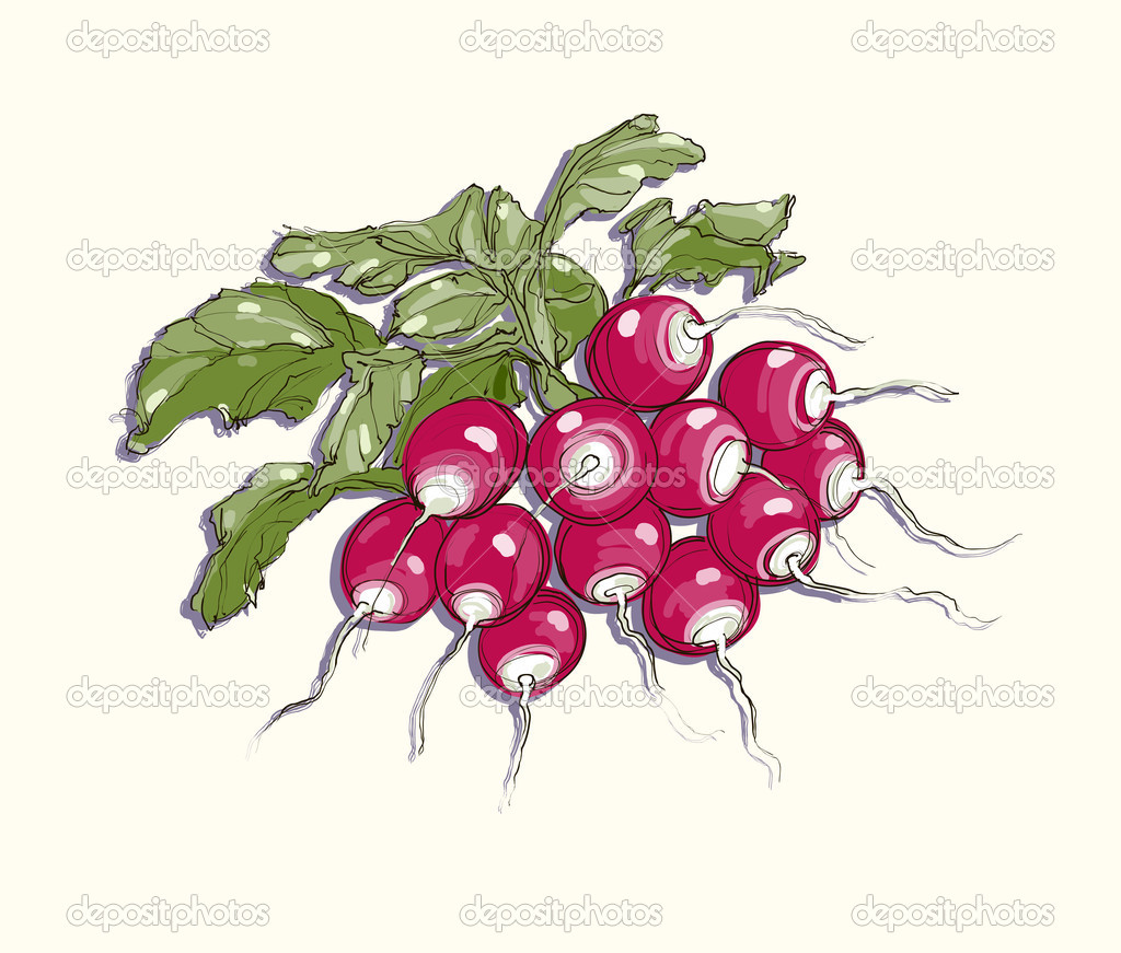 Vector illustration of radish