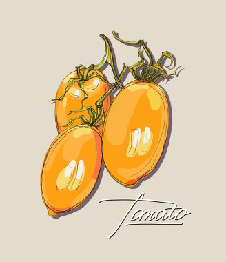 vektör el çizimi sulu domates