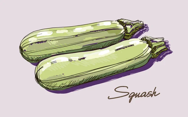 Dessin à la main vectoriel courgettes juteuses réalistes — Image vectorielle