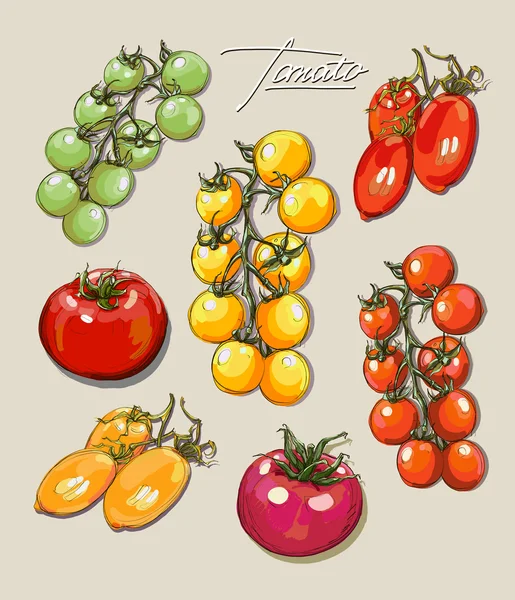 Vector mano dibujo conjunto tomates — Vector de stock