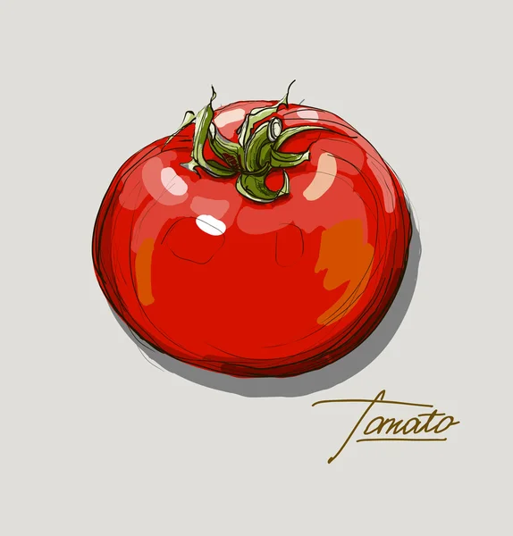 Vector mano dibujo jugosos tomates — Vector de stock