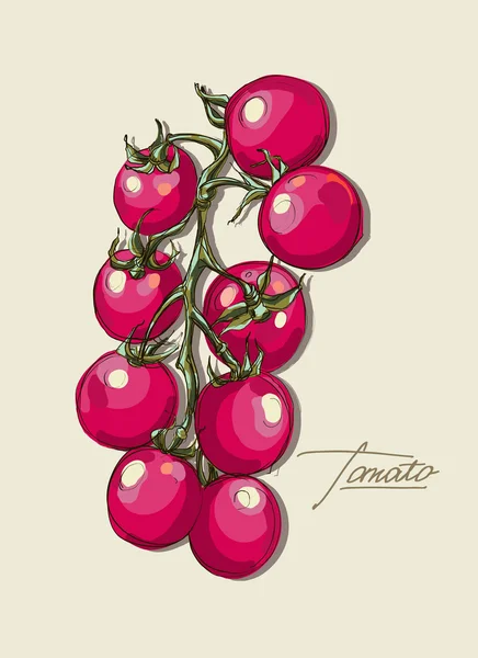 Rysunek wektor soczyste pomidory — Wektor stockowy