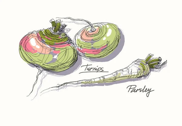 Vector hand drawing realistic juicy turnip — Stock Vector