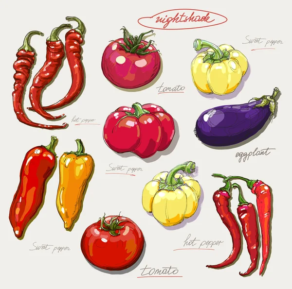 Vetor realista mão desenho conjunto de legumes —  Vetores de Stock