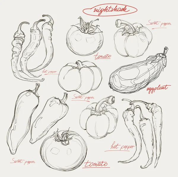 Vetor realista mão desenho conjunto de legumes — Vetor de Stock