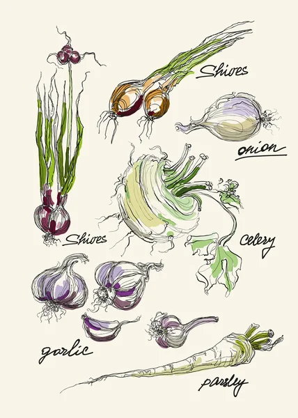 Vector realista mano dibujo conjunto de verduras — Vector de stock