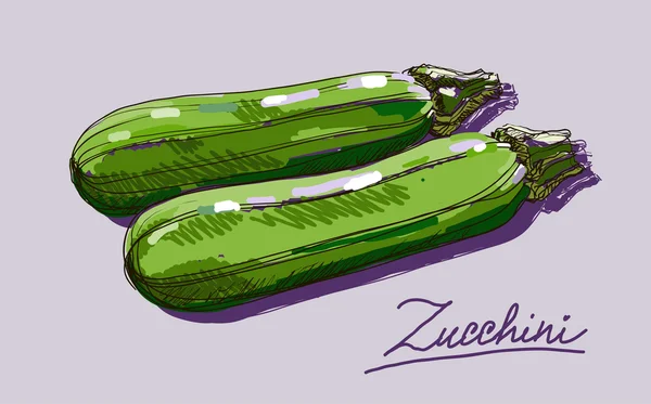 Vektor tangan menggambar realistik juicy zucchini - Stok Vektor