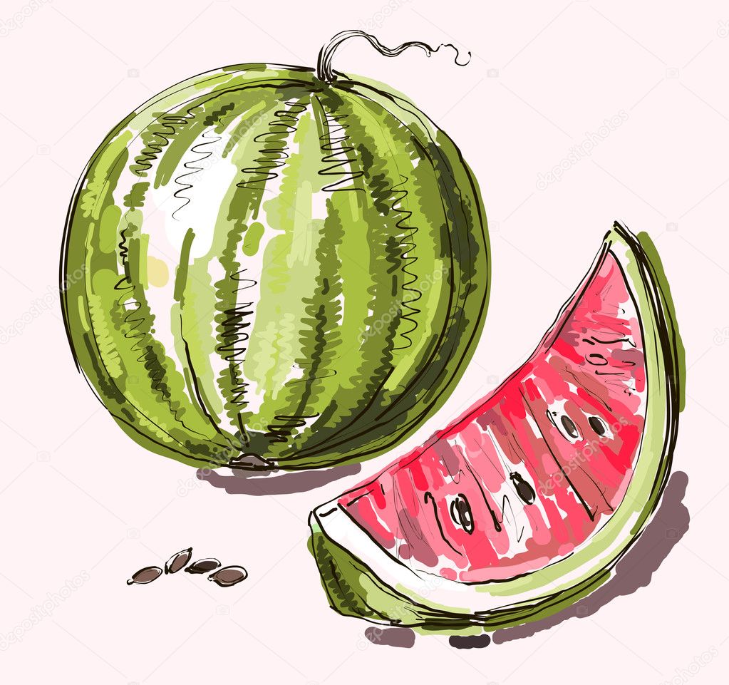 Vector hand drawing realistic watermelon