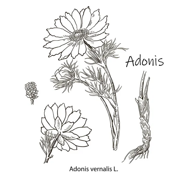 Imágenes vectoriales de plantas medicinales. Ilustración botánica detallada para su diseño. Los aditivos biológicos lo son. Estilo de vida saludable. Adonis.. — Archivo Imágenes Vectoriales