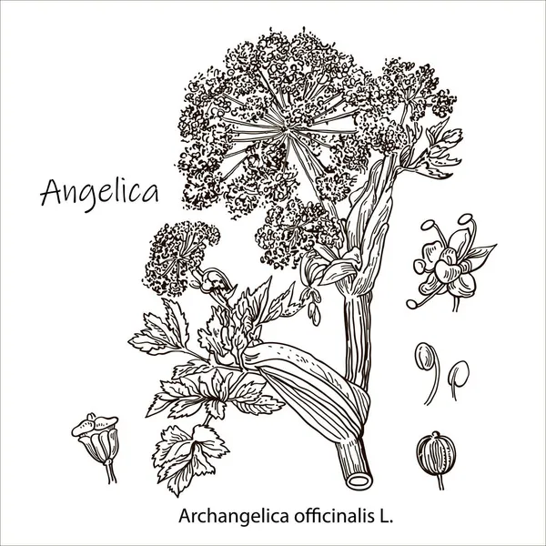 Angelica archangelica. Hierba dibujada a mano vectorial. Ilustración de plantas botánicas. Bosquejo de hierbas medicinales vintage. — Vector de stock