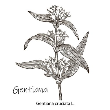 Gentian, tıbbi bitki. El çizimi botanik vektör çizimi