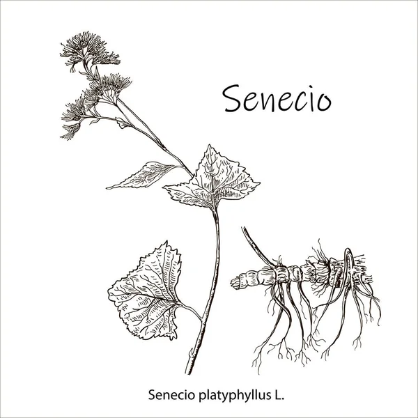 Senecio Platyphyllus Vektorhandritad Ört Botanisk Växt Illustration Vintage Medicinsk Ört — Stock vektor