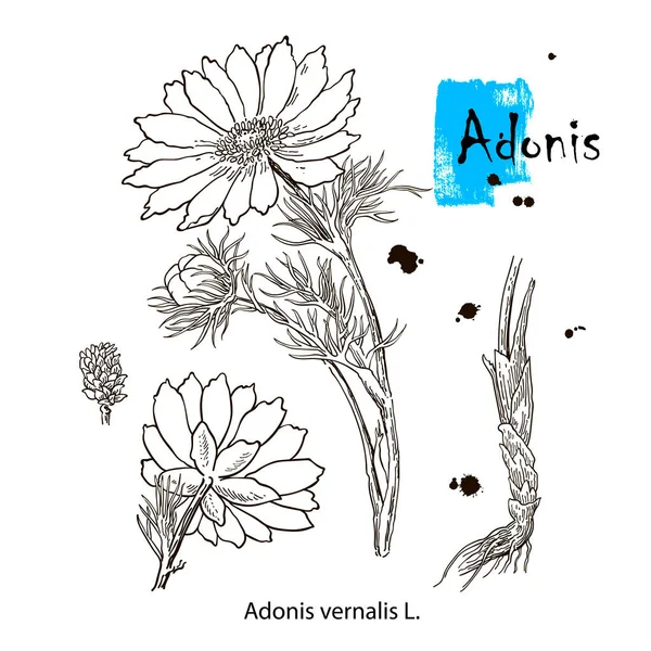 Vector images of medicinal plants. Detailed botanical illustration for your design. Biological additives are. Healthy lifestyle. Adonis. — Stock Vector