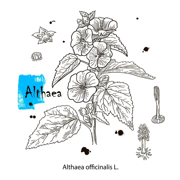 Althaea officinalis, o marshmallow comune erba medicinale. Illustrazione vettoriale botanica disegnata a mano — Vettoriale Stock