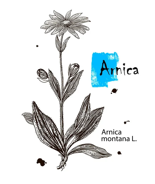 ベクトルハンドハーブを描いた。植物イラスト。ヴィンテージの薬草スケッチ。アルニカ — ストックベクタ
