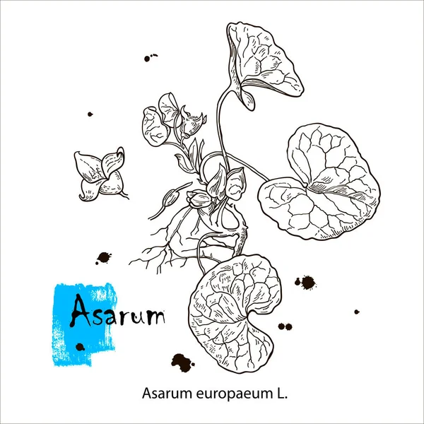 Asarum europaeum. Handgetekende vectorplant. Vintage geneeskrachtige plant schets. — Stockvector