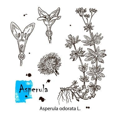 Asperula kokusu ya da Sweet Woodruff vintage oymacılığı. Asperula bitkisi ve çiçeğin eski oymalı bir resmi. Kapalı, beyaz bir arkaplanda izole edilmiş.