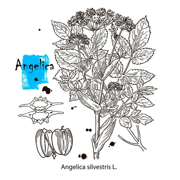 Angelica silvestris. Hierba dibujada a mano vectorial. Ilustración de plantas botánicas. Bosquejo de hierbas medicinales vintage. — Vector de stock