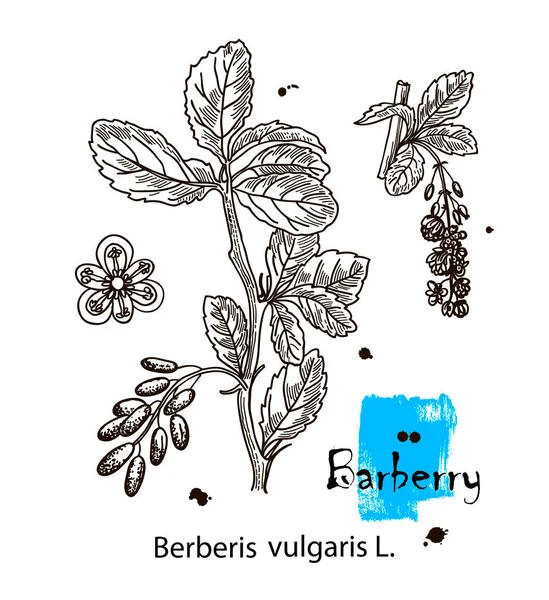 Rajzolás vázlat a borbély ágak elszigetelt a fehér háttér. Botanikai illusztráció. — Stock Vector