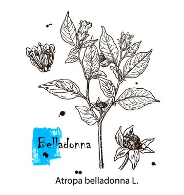 Belladonna 'nın botanik çizimi. Zehirli bitki Atropa Belladonna 'nın el çizimi. Tehlikeli güzel çiçekler.
