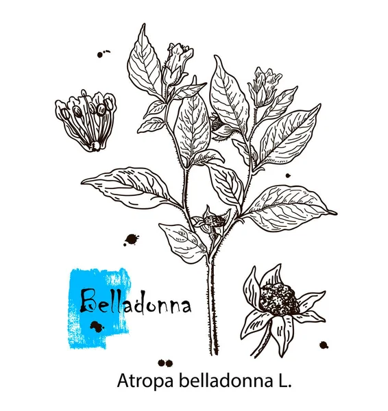 Illustrazione botanica di Belladonna. Schizzo disegnato a mano di pianta velenosa - Atropa belladonna. Fiori belli pericolosi — Vettoriale Stock