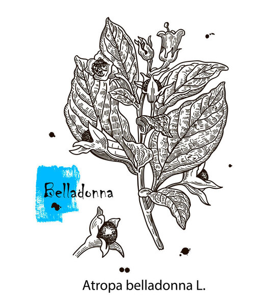 Botanical illustration of Belladonna. Hand drawn sketch of poisonous plant - Atropa belladonna. Dangerous beautiful flowers