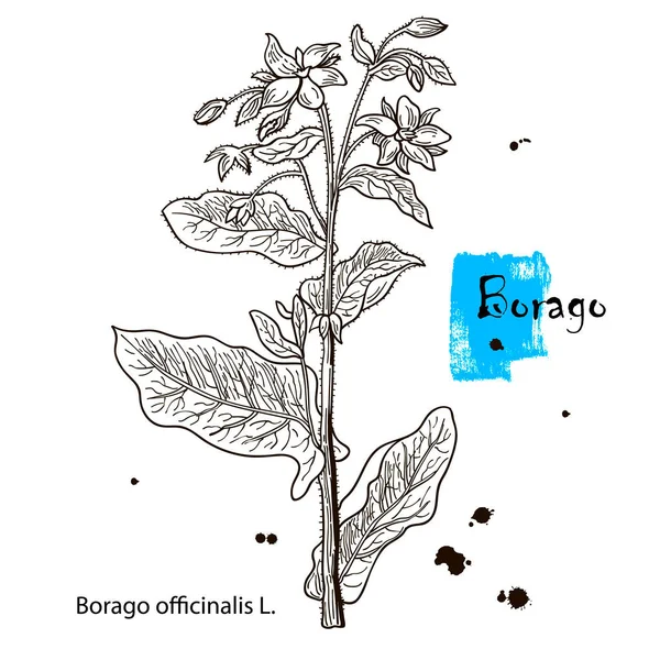 Borage.Borago officinalis met de hand getekend schets. Vintage geneeskrachtig kruid en kruid. Blauwe bloemen en knoppen retro set. Botanische vector — Stockvector