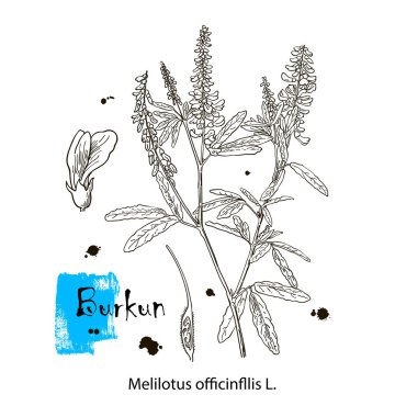 Melilotus 'un çiçek ve yapraklarla yapılmış modern botanik illüstrasyonunu göster. Tıbbi doğal bitki takviyesi. Otlak, çayır ve otlak bitkisi. Sarı tatlı yonca, sıradan melilot..