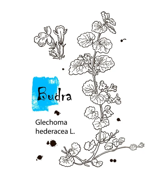 Vector hand drawn herb. Botanical plant illustration. Vintage medicinal herb sketch. Budra — Stock Vector
