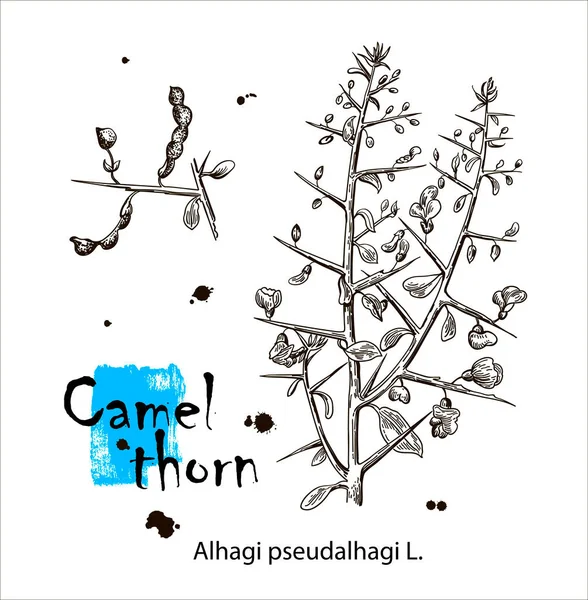 Camelthorn Alhagi maurorum, или Camelthorn-bush, каспийская манна, персидский маннаплан. Ручная рисованная ботаническая векторная иллюстрация — стоковый вектор