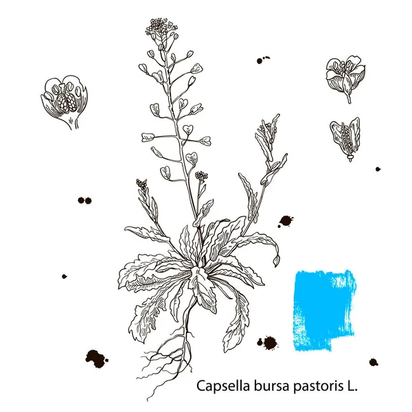 약용식물의 반사경 사진이야. 당신의 디자인에 대한 식물학적 인 삽화를 첨가하 세요. 건강 한 생활 방식. Capsella bursa-pastoris — 스톡 벡터
