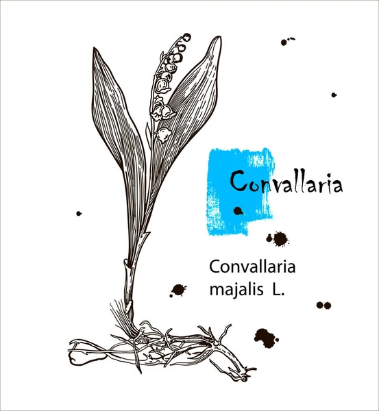 Maiglöckchen Handgezeichnet Botanische Vergeltung Maiglöckchen Blühen Auf Weißem Hintergrund Convallaria — Stockvektor