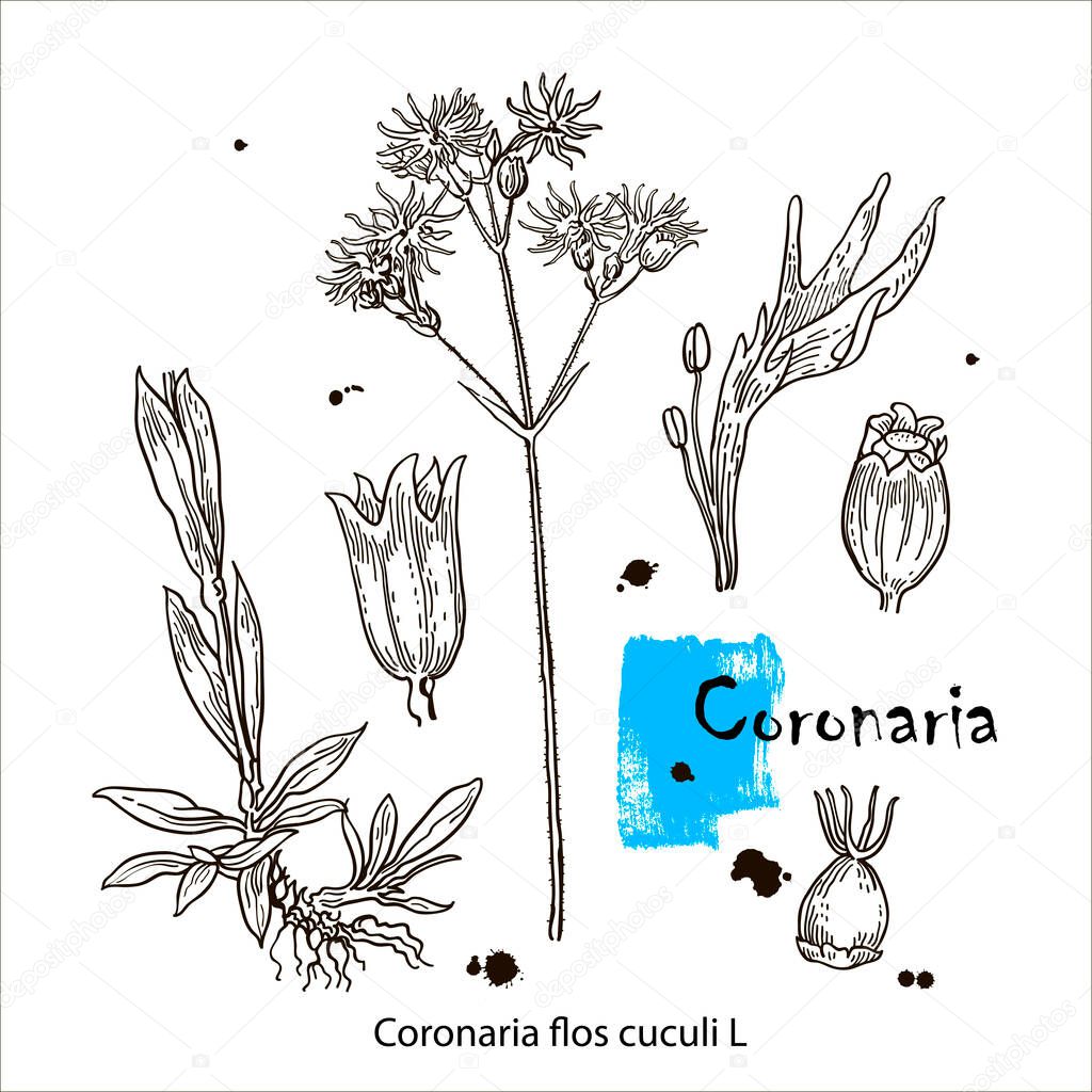 Coronaria flos-cuculi. Hand drawn linear black ink sketch. Vector hand drawn herb. Botanical plant illustration. Vintage medicinal herb sketch.