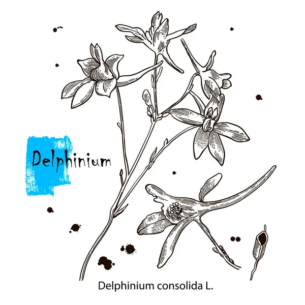 Kwiaty Zarysu Wektora Pole Delphinium Lub Larkspur Jest Symbolem Skromności — Wektor stockowy