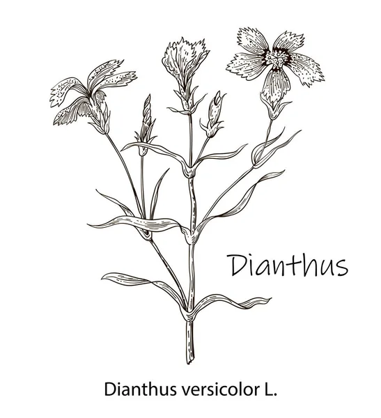 Dianthus 病媒手绘药草 植物图解 古药草素描 — 图库矢量图片