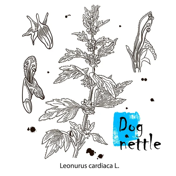 Dog Nettle Vintage Engraved Illustration More Realistic Botanical Vector Illustration — Stock Vector