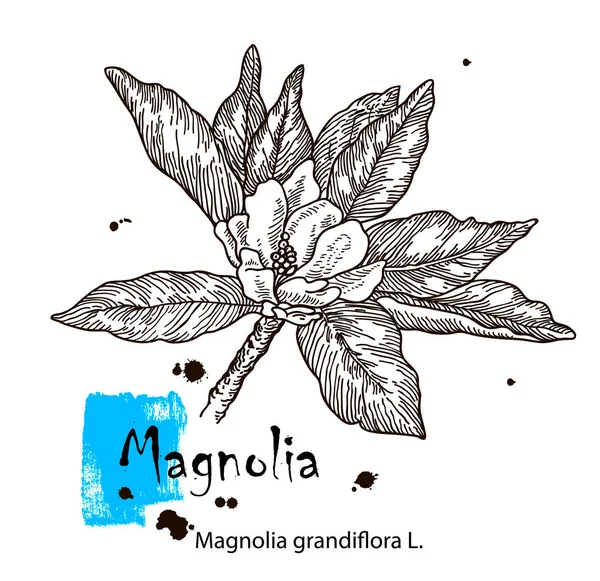 Black White Line Illustration Magnolia Flower White Background — Stock Vector