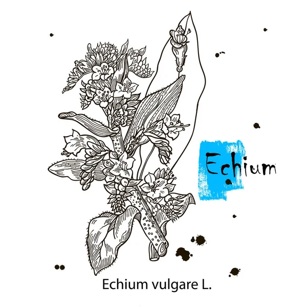 Marsh Cudweed Gnaphalium Uliginosum Medicinal Plant Hand Drawn Botanical Vector — Stock Vector