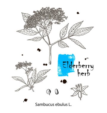 Mürekkep elderberry bitkisel illüstrasyon. El çizimi botanik taslak tarzı. Kesinlikle vektör. Paketleme için iyi - çay, kondom, yağ vs. ve diğer uygulamalar
