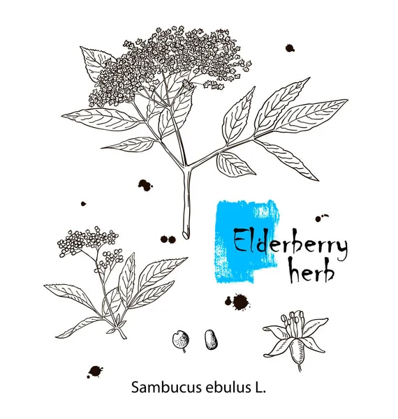 Ink Elderberry Herbal Illustration Hand Drawn Botanical Sketch Style Absolutely — Stock Vector